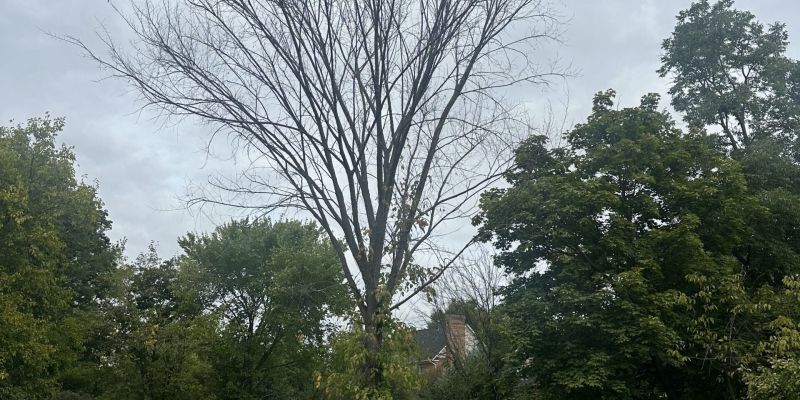 top-rated-tree-removal-services-in-winchester-va-planting-area-front-yard